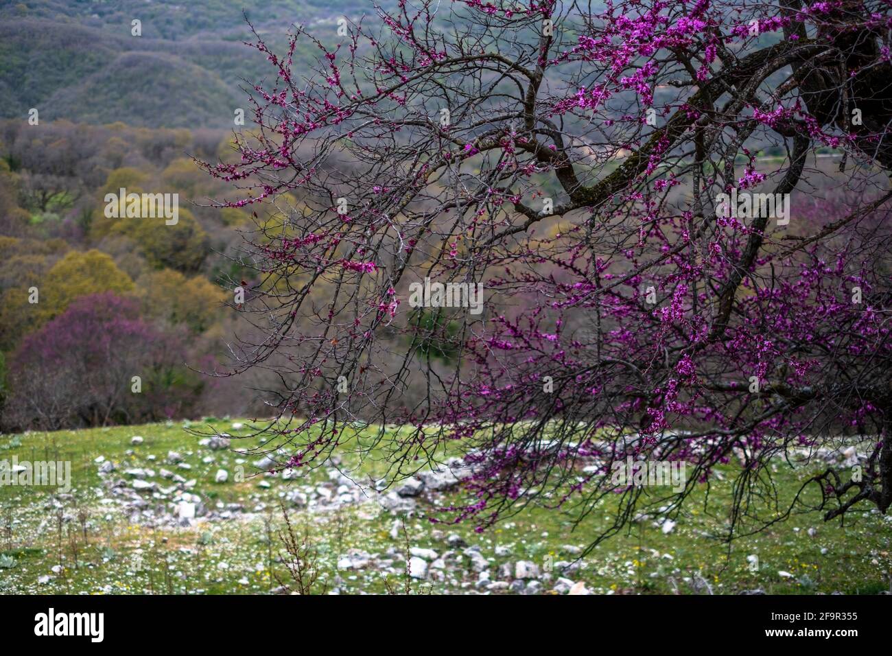 Wild Lilac in Forest. Lilacs in the Woods. FLOWERING SPRING TREES Stock Photo