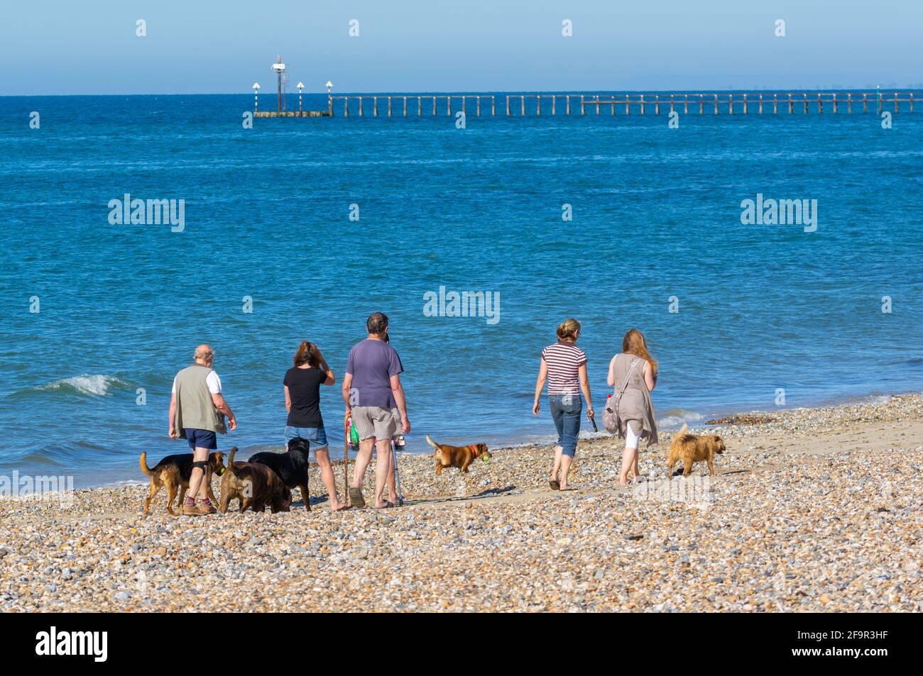 Dog walkers socialising and walking dogs together on a beach by the sea in West Sussex, England, UK. Stock Photo