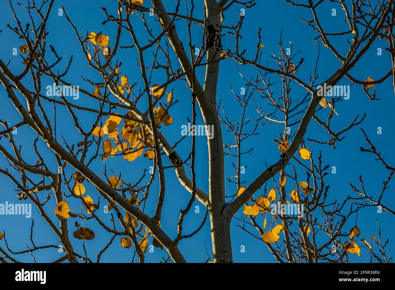 Autumn Quaking Aspen, Populus tremuloides, leaves along Beartooth Highway in Shoshone National Forest, Wyoming, USA Stock Photo