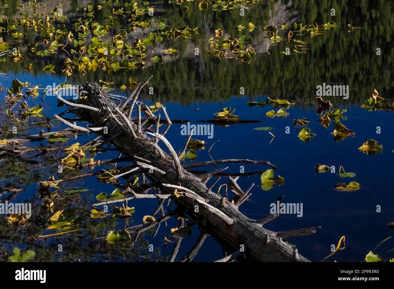 Lily Lake in Shoshone National Forest near the Beartooth Highway, Wyoming, USA Stock Photo