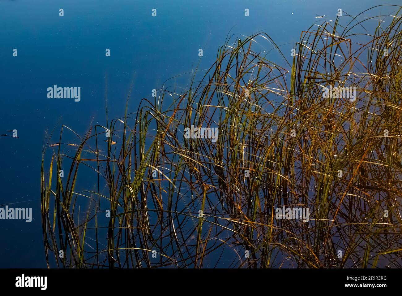 Sedges in Lily Lake in Shoshone National Forest near the Beartooth Highway, Wyoming, USA Stock Photo