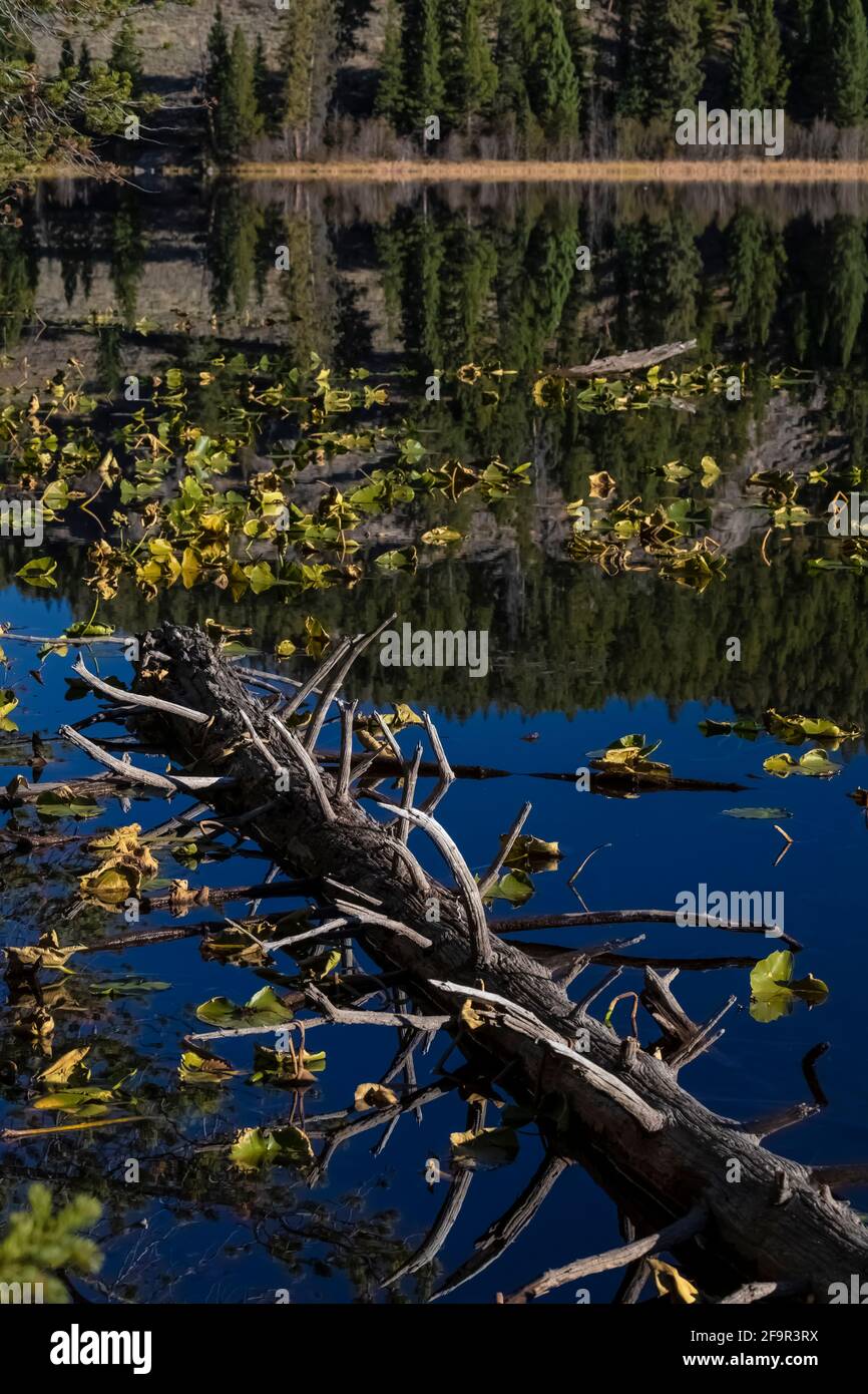 Lily Lake in Shoshone National Forest near the Beartooth Highway, Wyoming, USA Stock Photo