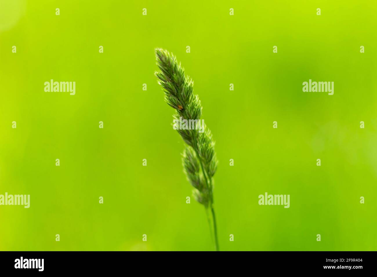 green plant on green background Stock Photo