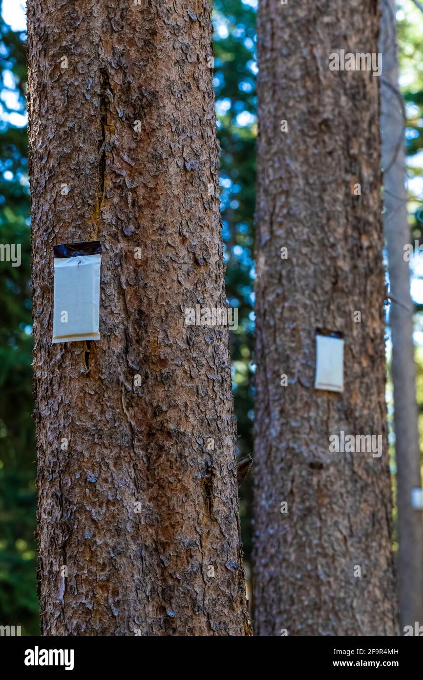 Mountain Pine Beetle infestation treatment using Verbenone pouches at Lily Lake in Shoshone National Forest near the Beartooth Highway, Wyoming, USA Stock Photo