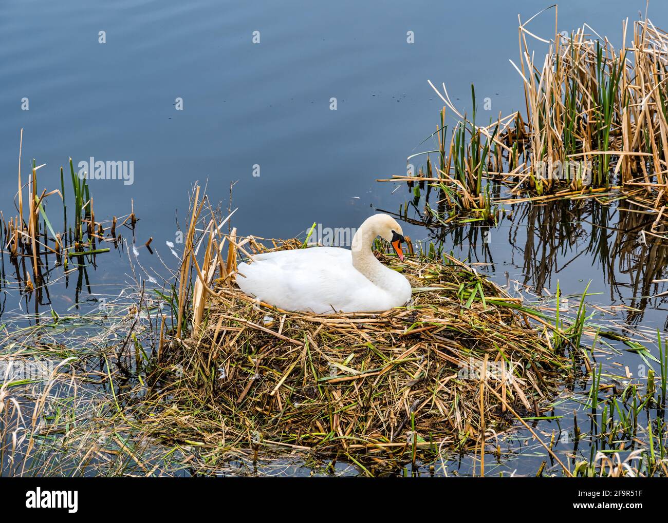 Female mute swan (Cygnus olor) sitting on large nest in reeds, East Lothian, Scotland, UK Stock Photo