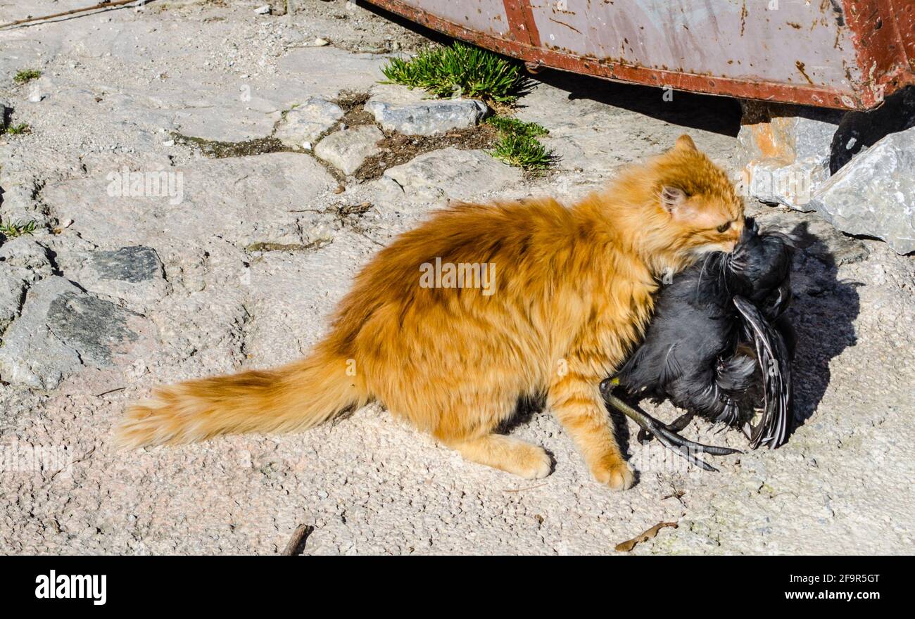 tiger kitty managed to catch a black bird in macedonian city ohrid. Stock Photo