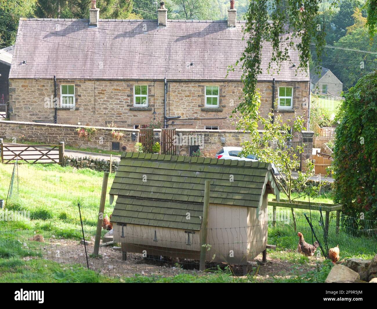 Chickens kept in a field in front of terraced cottages at the small rural hillside hamlet of Stanton Lees near Matlock in the Derbyshire Peak District Stock Photo