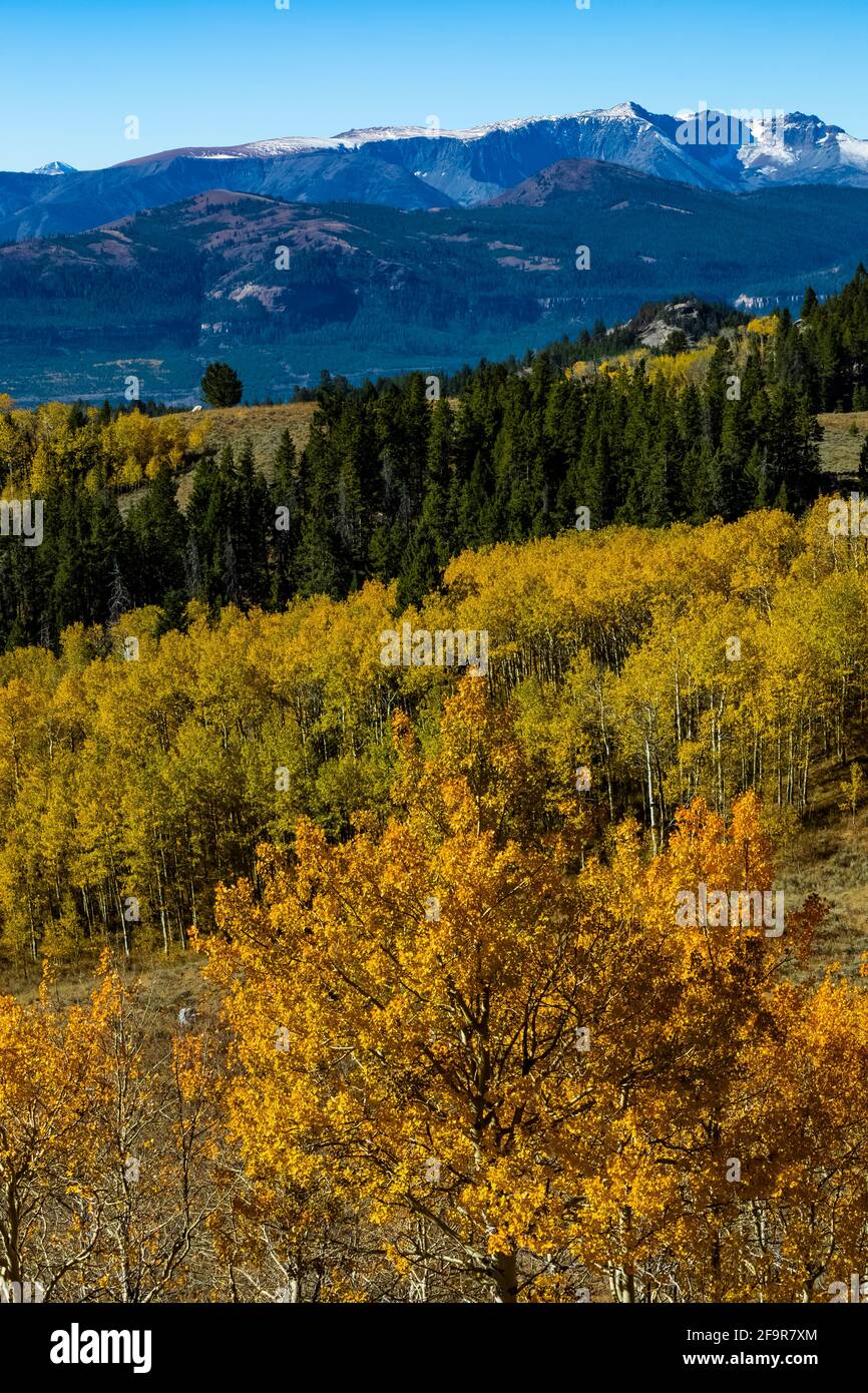 Trembling aspen trees hi-res stock photography and images - Alamy