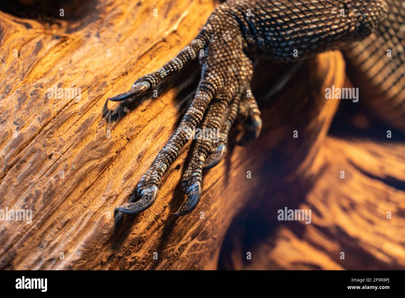 Is a monitor lizard an amphibian 2025