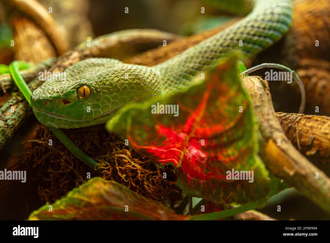 Head of Asian palm pit viper Trimeresurus and yellow eyes disguised in stones, green poisonous snake Stock Photo