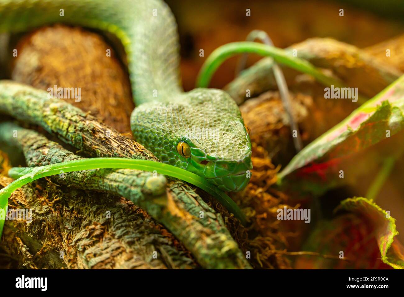 Asian palm pit viper close-up Trimeresurus and yellow eyes crawling towards the camera, green poisonous snake Stock Photo