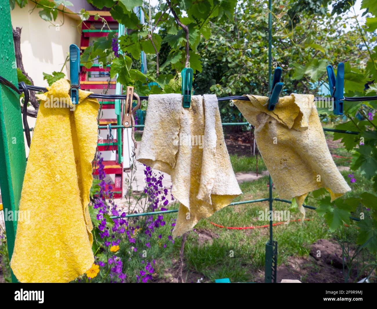 Yellow wet cleaning rags drying while hanging on a wire fixed with clothes pins at the yard outdoors. Rural background, simple life home concept. Stock Photo