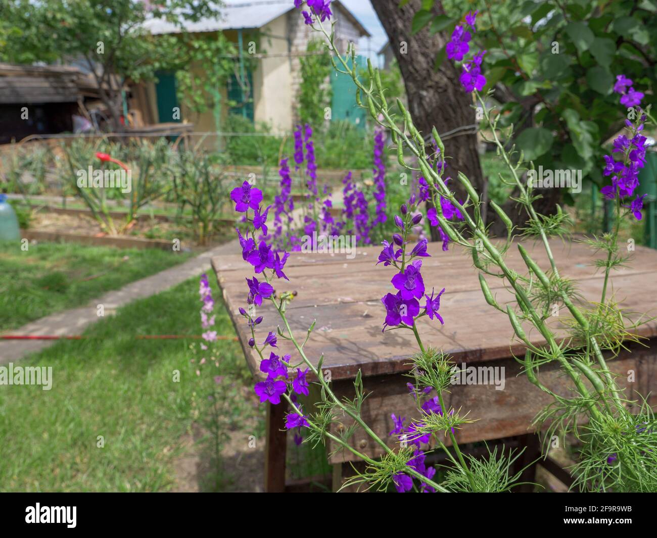 Beautiful purple Delphinium Consolida (Consolida regalis) flowers blooming near the rough rustic wooden table in a country house garden. Stock Photo