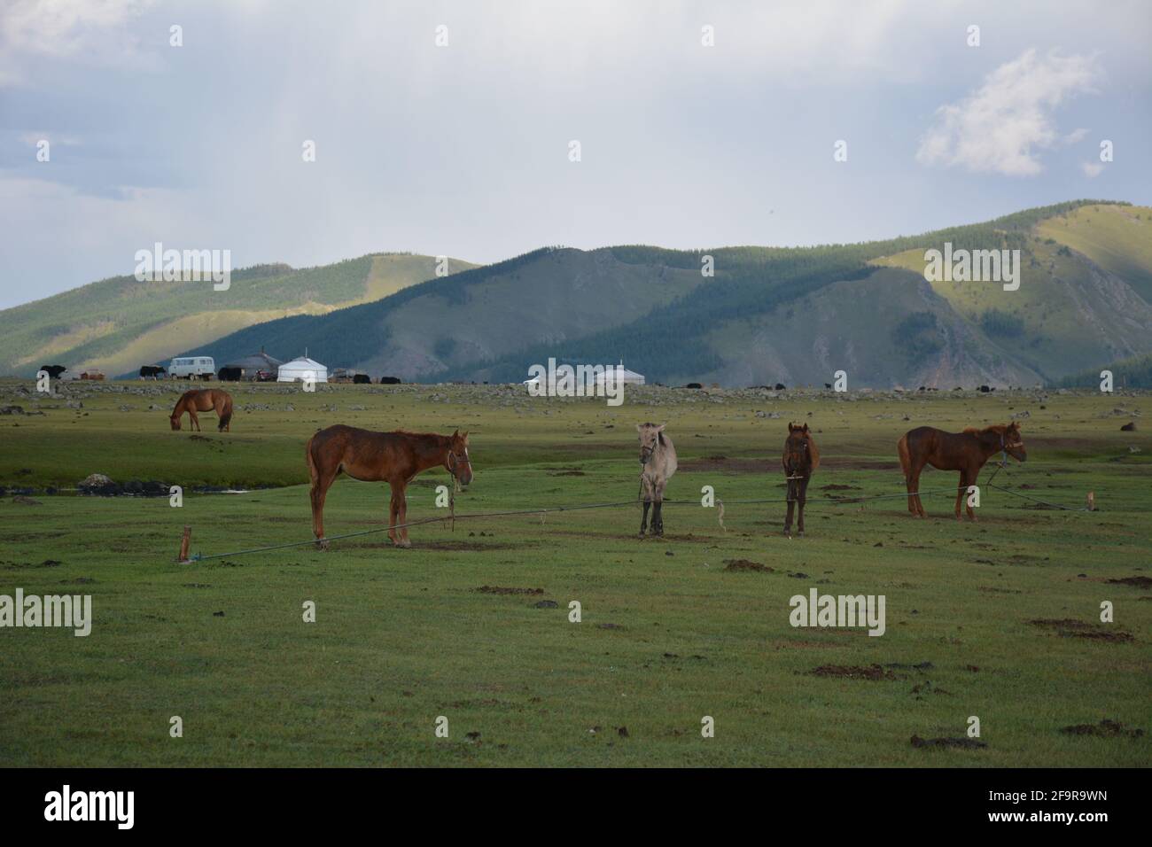 Young horses in the Orkhon Valley area of central Mongolia in August ...