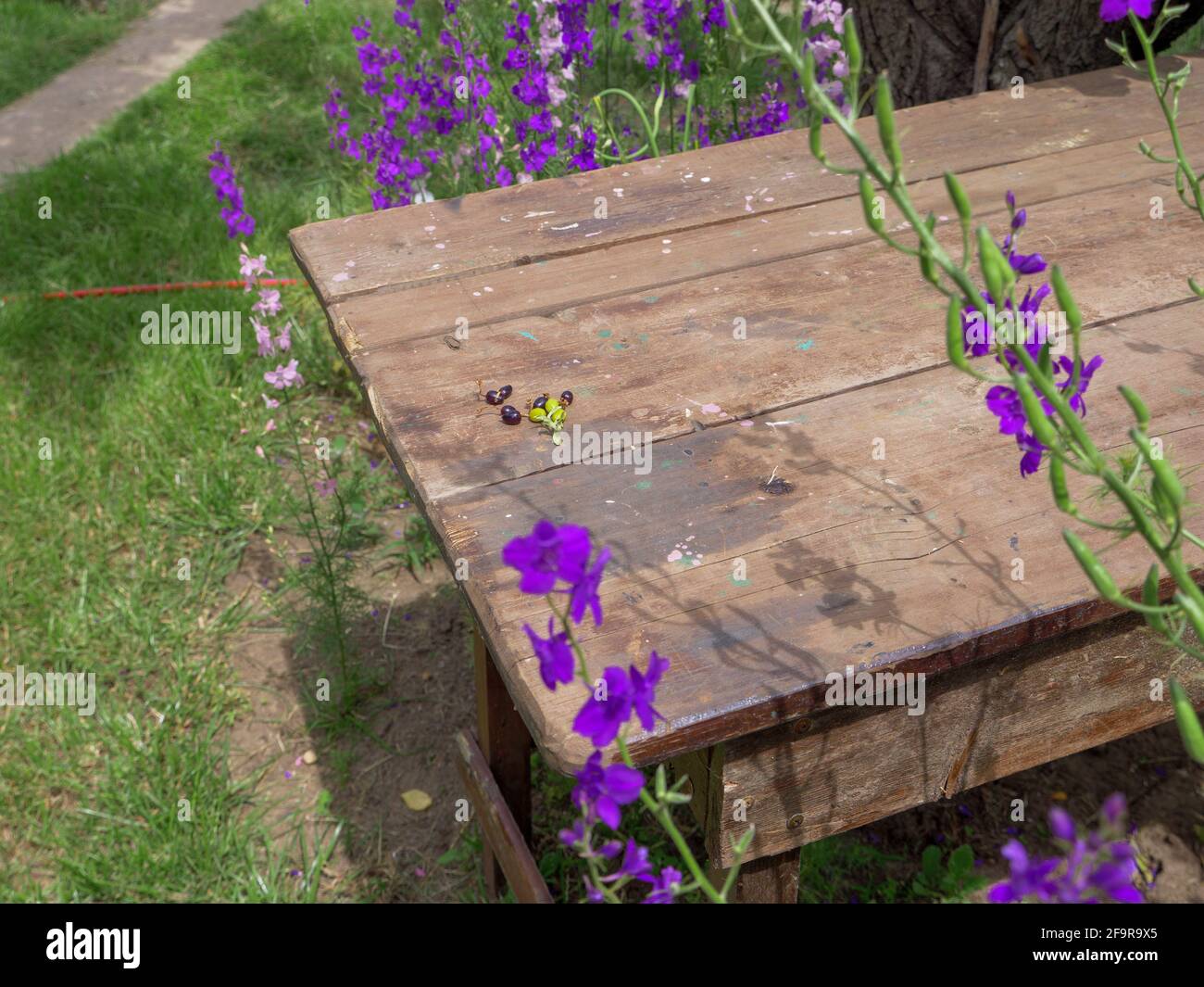 Top view over the rough rustic wooden table standing in a garden amidst beautiful purple Delphinium Consolida flowers blossom. Stock Photo