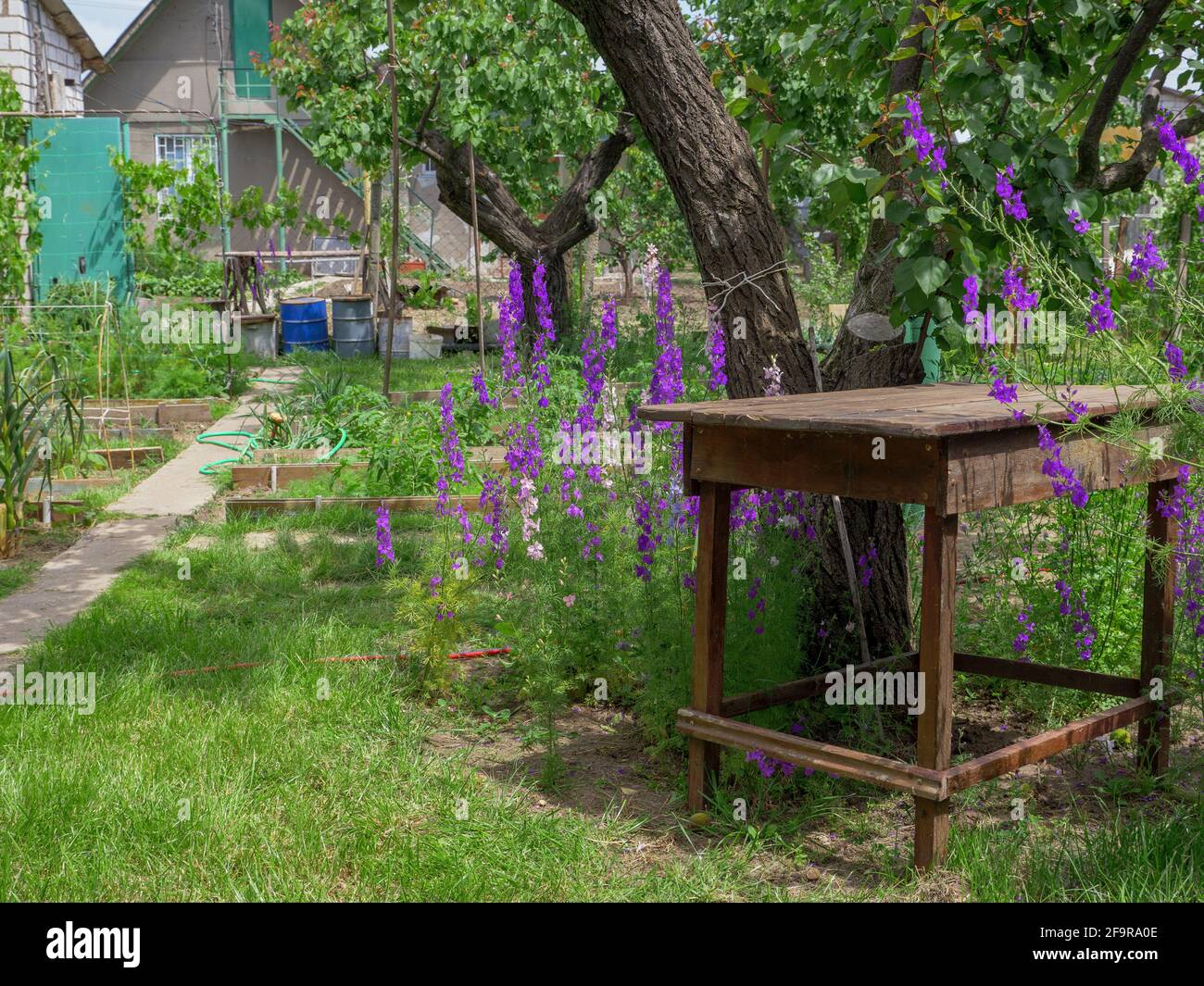 Beautiful purple Delphinium Consolida (Consolida regalis) flowers blooming near the rough rustic wooden table in a country house garden. Stock Photo