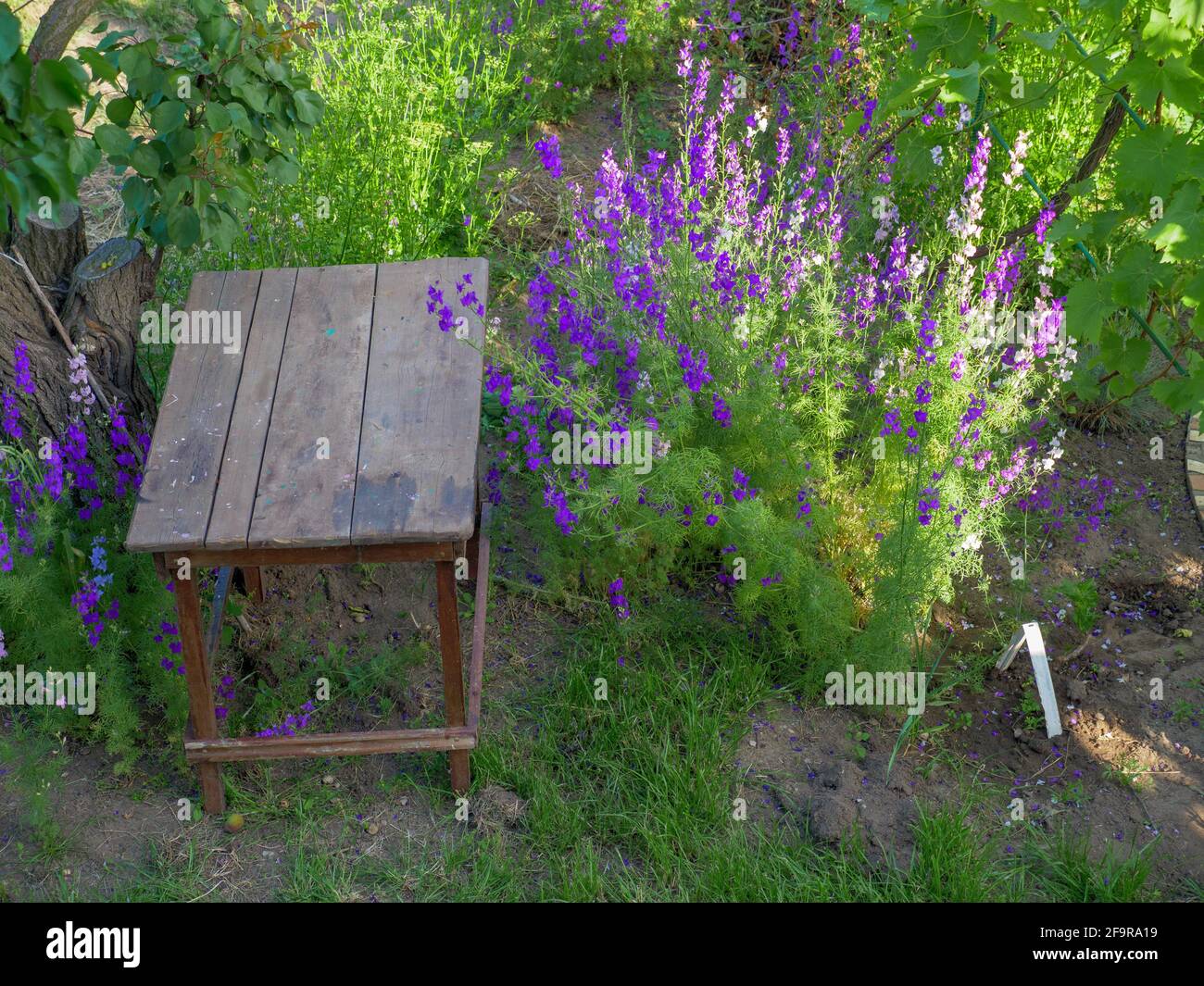 Top view over the rough rustic wooden table surrounded by beautiful purple Delphinium Consolida (Consolida regalis) flowers blooming around. Stock Photo