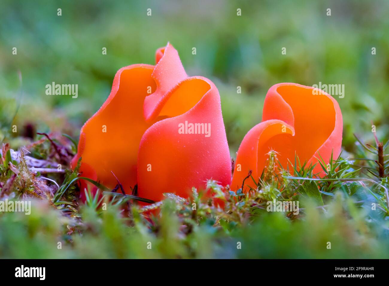 Salmon Salad or Apricot Jelly Guepinia helvelloides mushroom growing on grass in the Highlands of Scotland Stock Photo