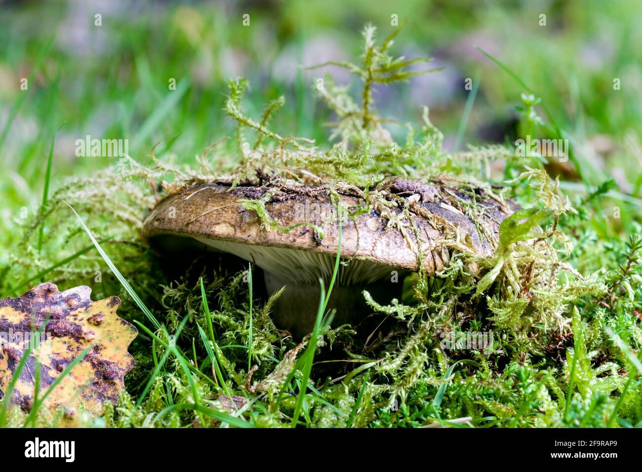 Ugly Milkcap Lactarius turpis a low forming brown and green mushroom growing on moss in the Highlands of Scotland Stock Photo
