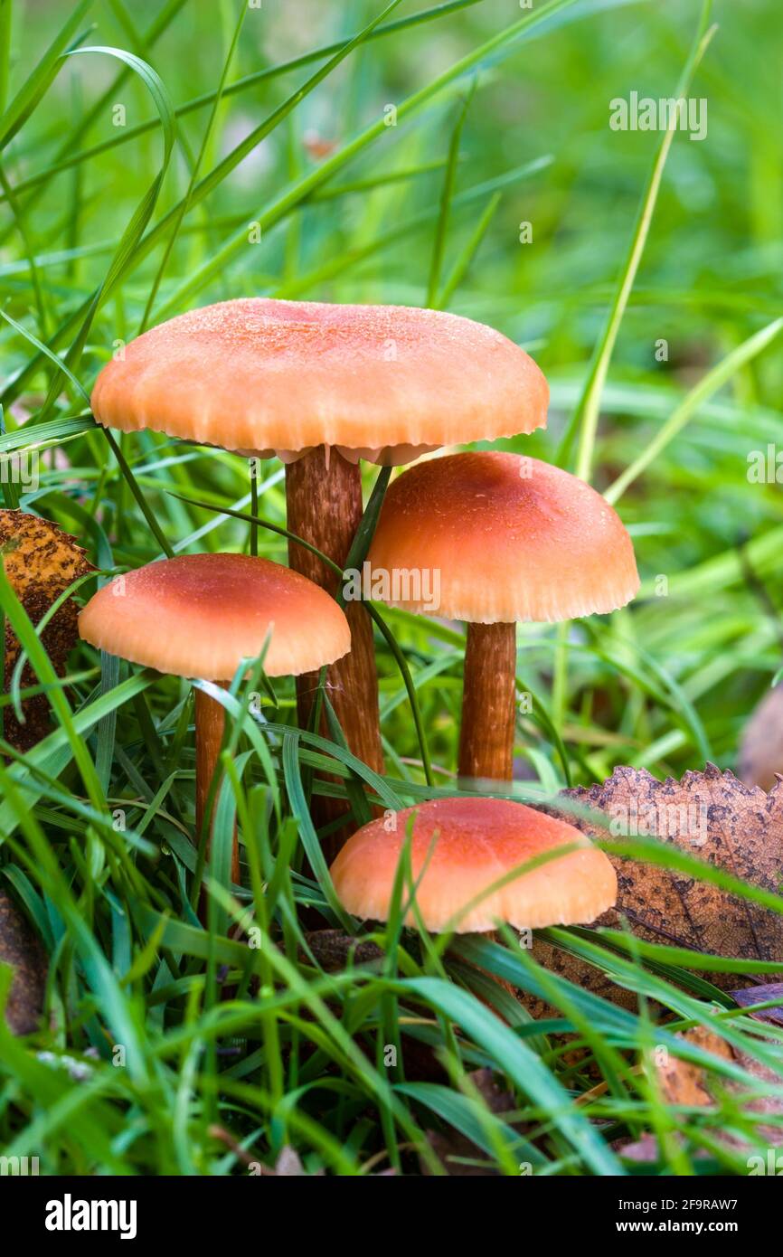 Cinnamon Webcap Cortinarius cinnamomeus mushroom growing in grass in the Highlands of Scotland Stock Photo