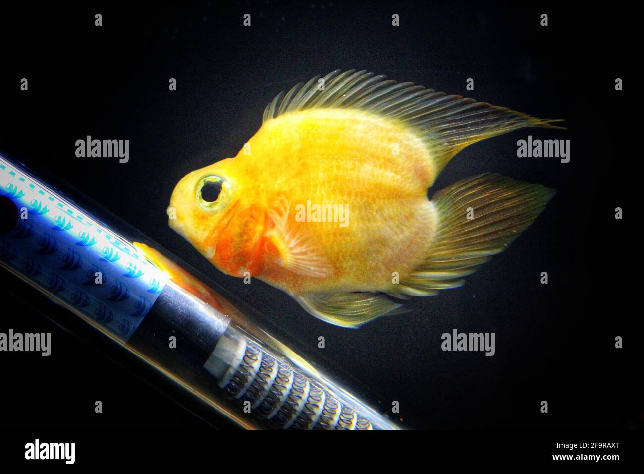 Yellow heart shape parrotfish floating in the aquarium Stock Photo Alamy