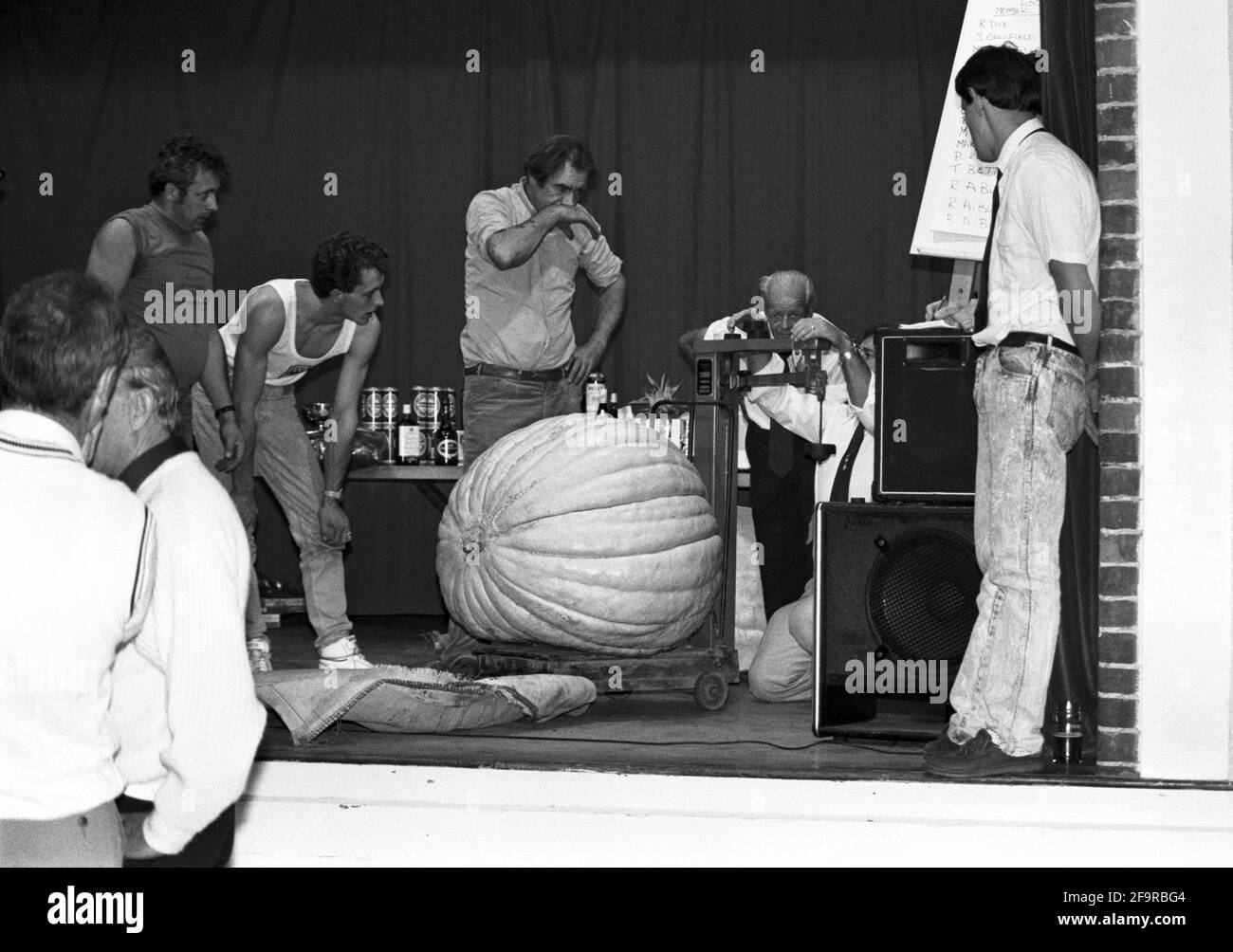 A giant marrow is finally lifted on to the scales to be weighed during the annual competition at Broughton Village Hall, Hampshire. UK Circa 1995. Stock Photo