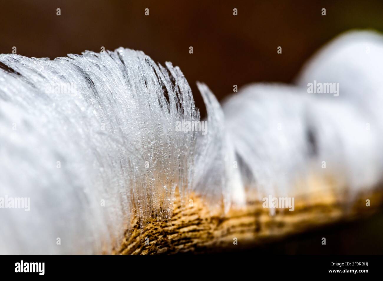 Hair Ice on rotting brich branches. The Hair Ice is formed when the fungus Exidiopsis effusa grows in cold conditions. Hair ice resembles hair of cand Stock Photo