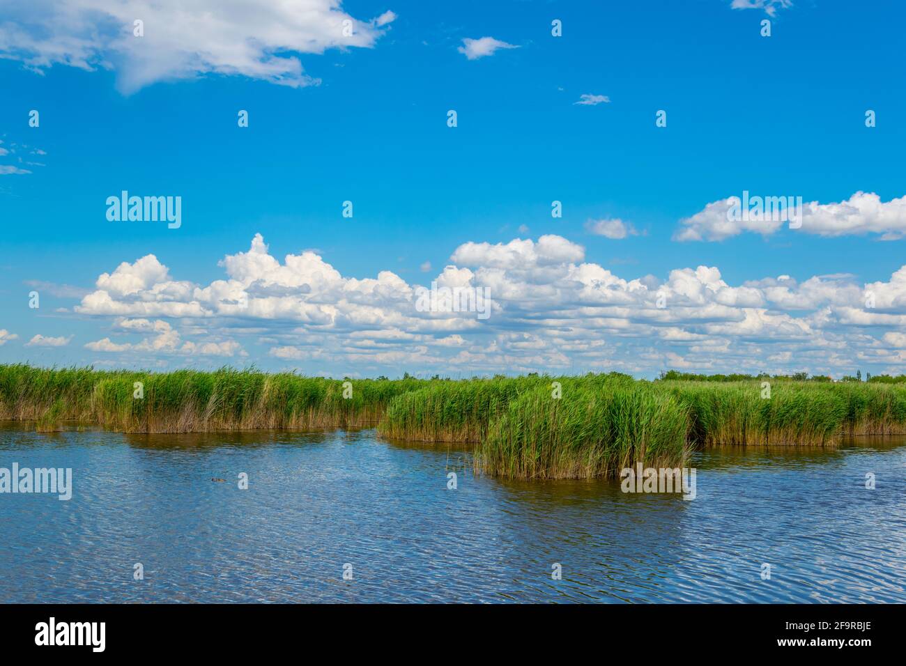 green reed surrounding neusiedlersee in Austria Stock Photo