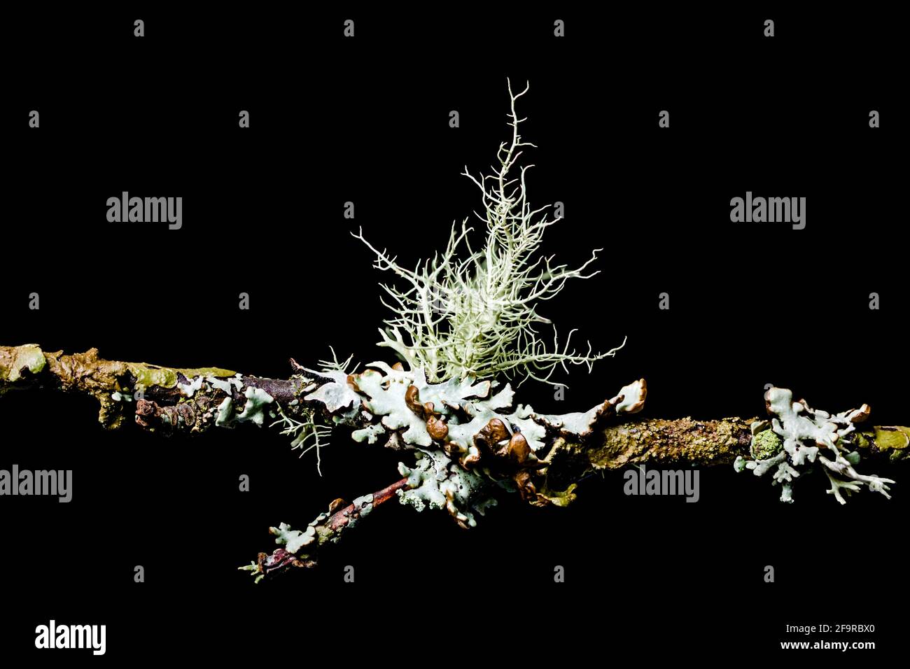 Lichen Usnea subfloridana also known as beard lichen or tree moss. Growing on small tree branches, taken under studio conditions. Stock Photo