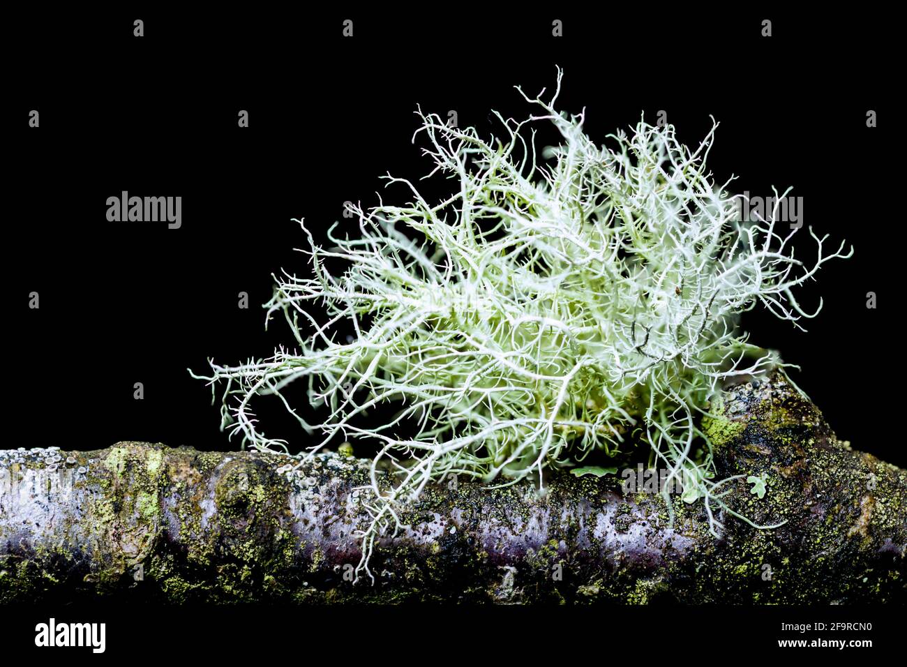 Lichen Usnea subfloridana also known as beard lichen or tree moss. Growing on small tree branches, taken under studio conditions. Stock Photo