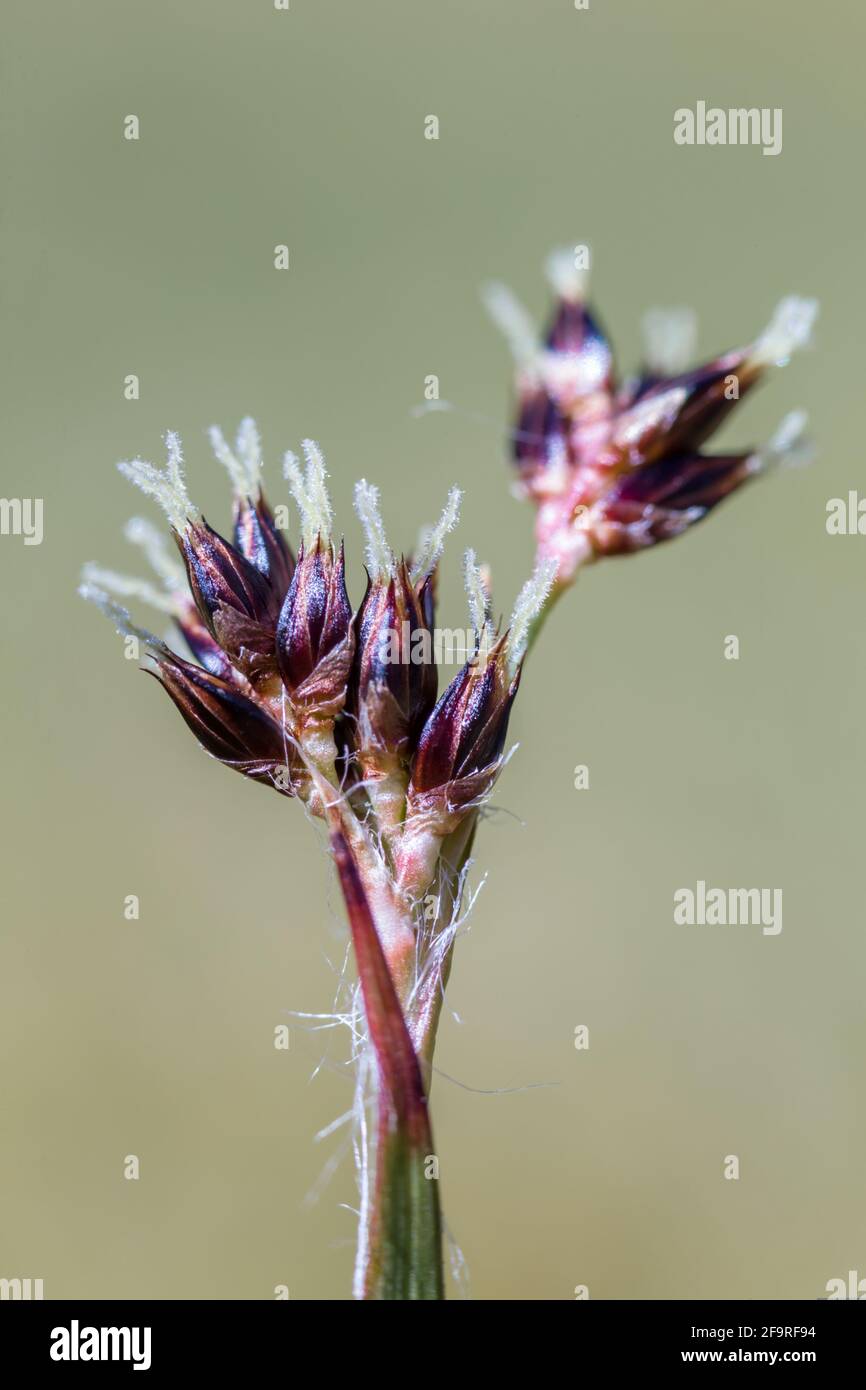 Heath Rush Juncus squarrosus flower head in the Highlands of Scotland Stock Photo