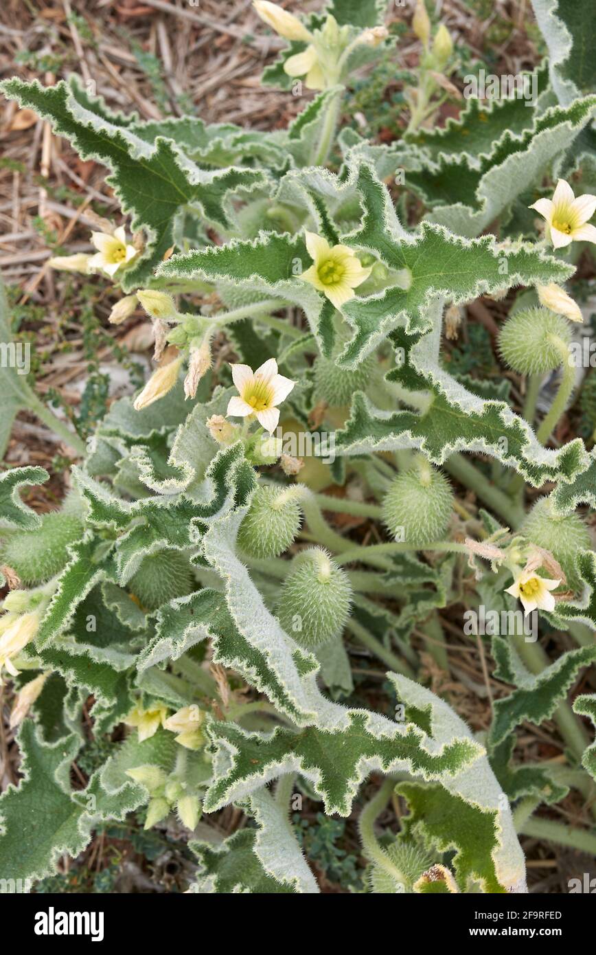 Ecballium elaterium fruit and flower close up Stock Photo