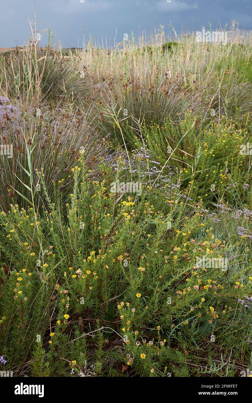 Limbarda crithmoides yellow inflorescence Stock Photo