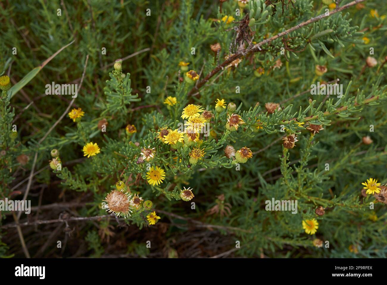 Limbarda crithmoides yellow inflorescence Stock Photo