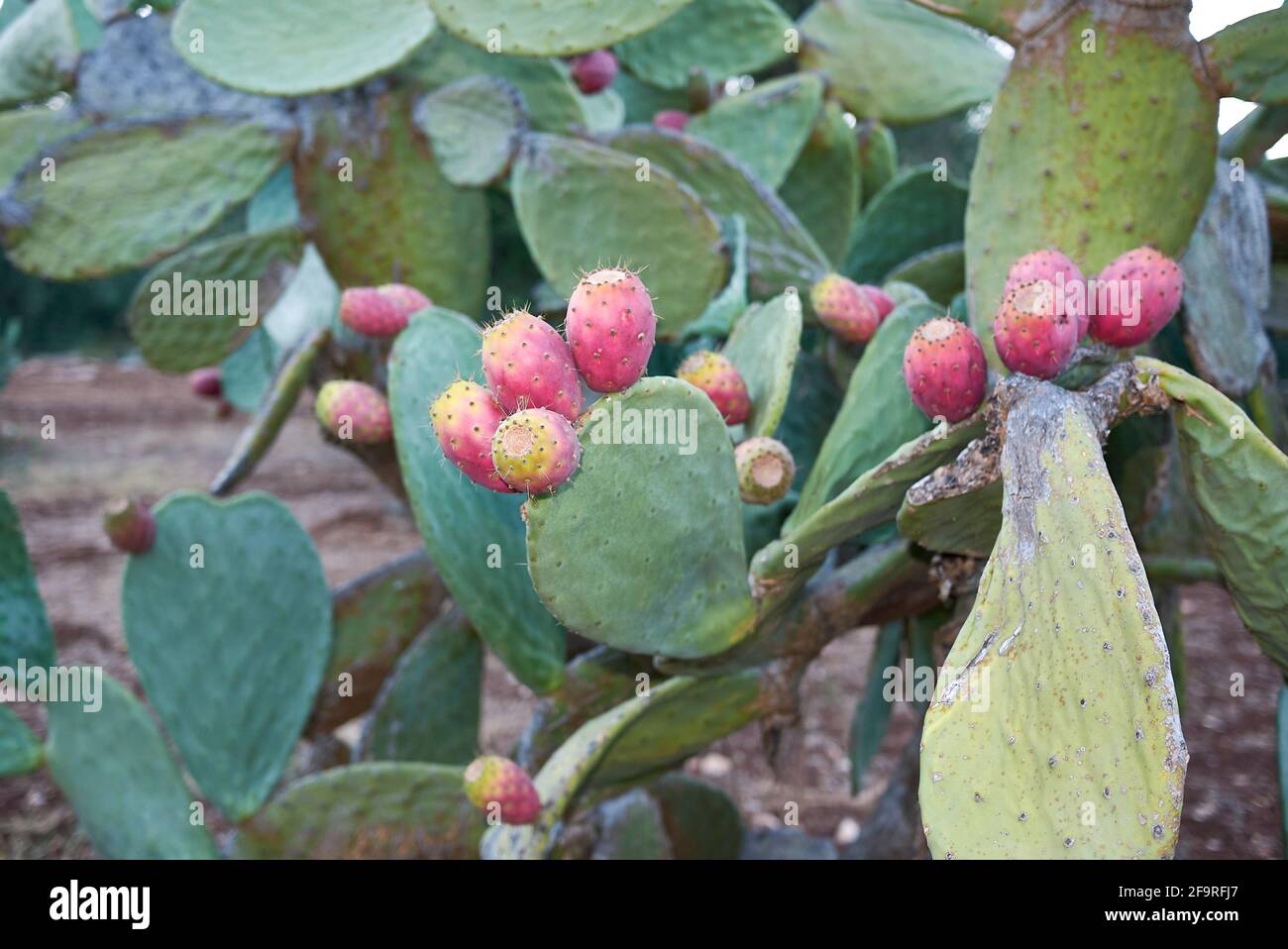 Opuntia ficus-indica shrub with fresh Indian figs Stock Photo