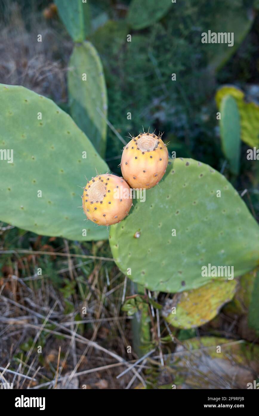 Opuntia ficus-indica shrub with fresh Indian figs Stock Photo
