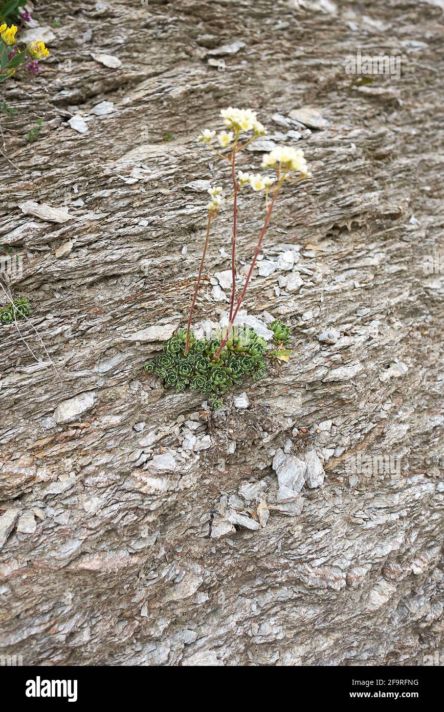 Saxifrage saxifraga paniculata hi-res stock photography and images - Alamy