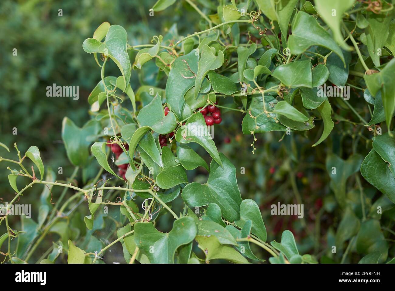Smilax aspera branch close up with fresh fruit Stock Photo