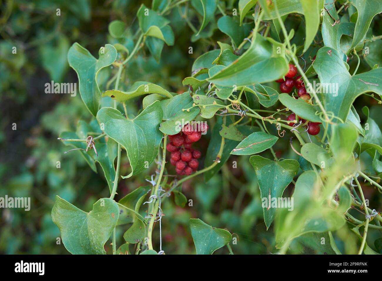 Smilax aspera branch close up with fresh fruit Stock Photo