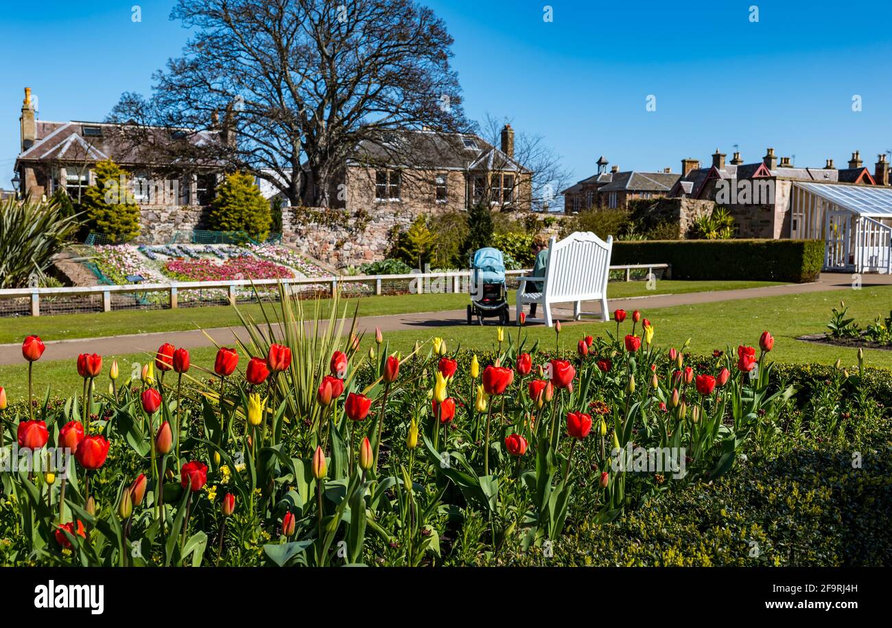 Tulip flowerbed & woman with pram sitting in Lodge Grounds garden park on sunny day, North Berwick, East Lothian, Scotland, UK Stock Photo