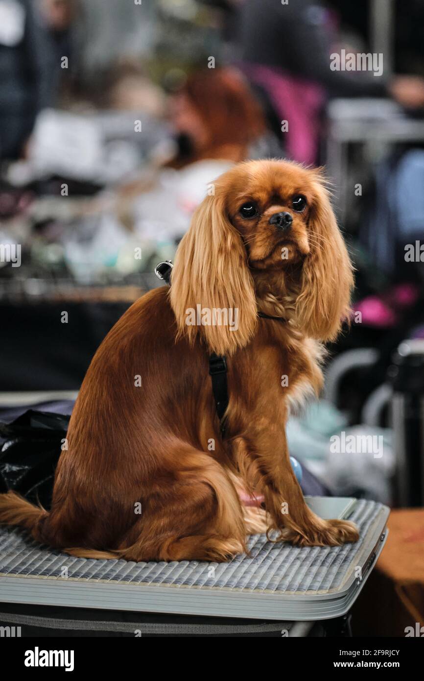 Red cavalier King Charles Spaniel sits on a grooming table and waits posing. Portrait of a thoroughbred dog from a dog show close-up. Stock Photo