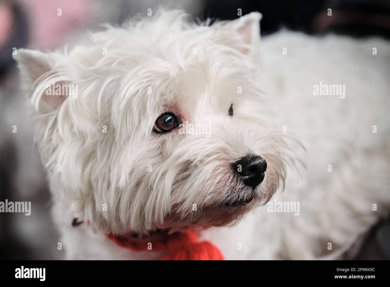 White fluffy store terrier