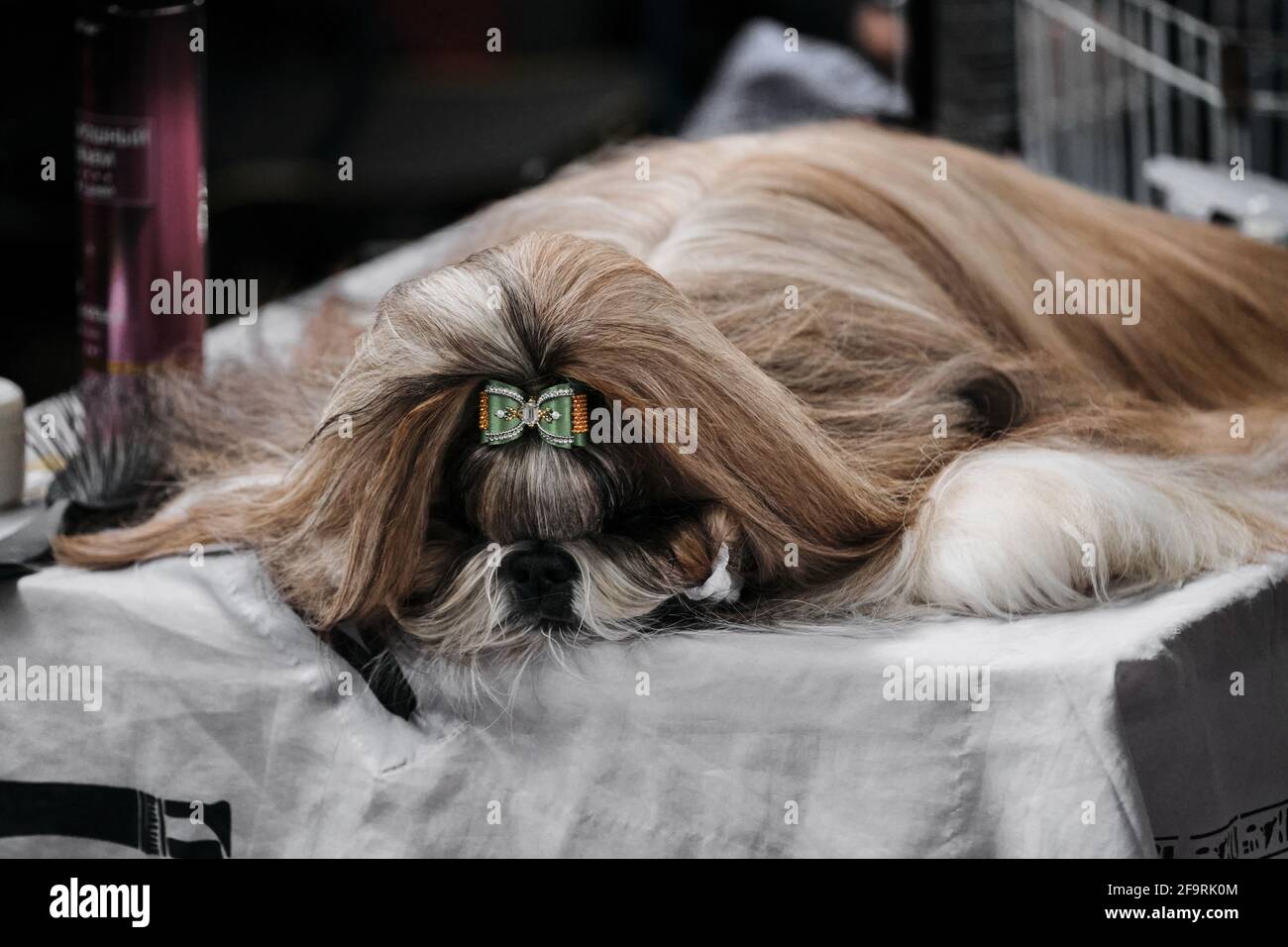 A Shih tzu with long, silky hair and a green bow on top of her head lies asleep on a grooming table. Portrait of a thoroughbred dog from a dog show cl Stock Photo