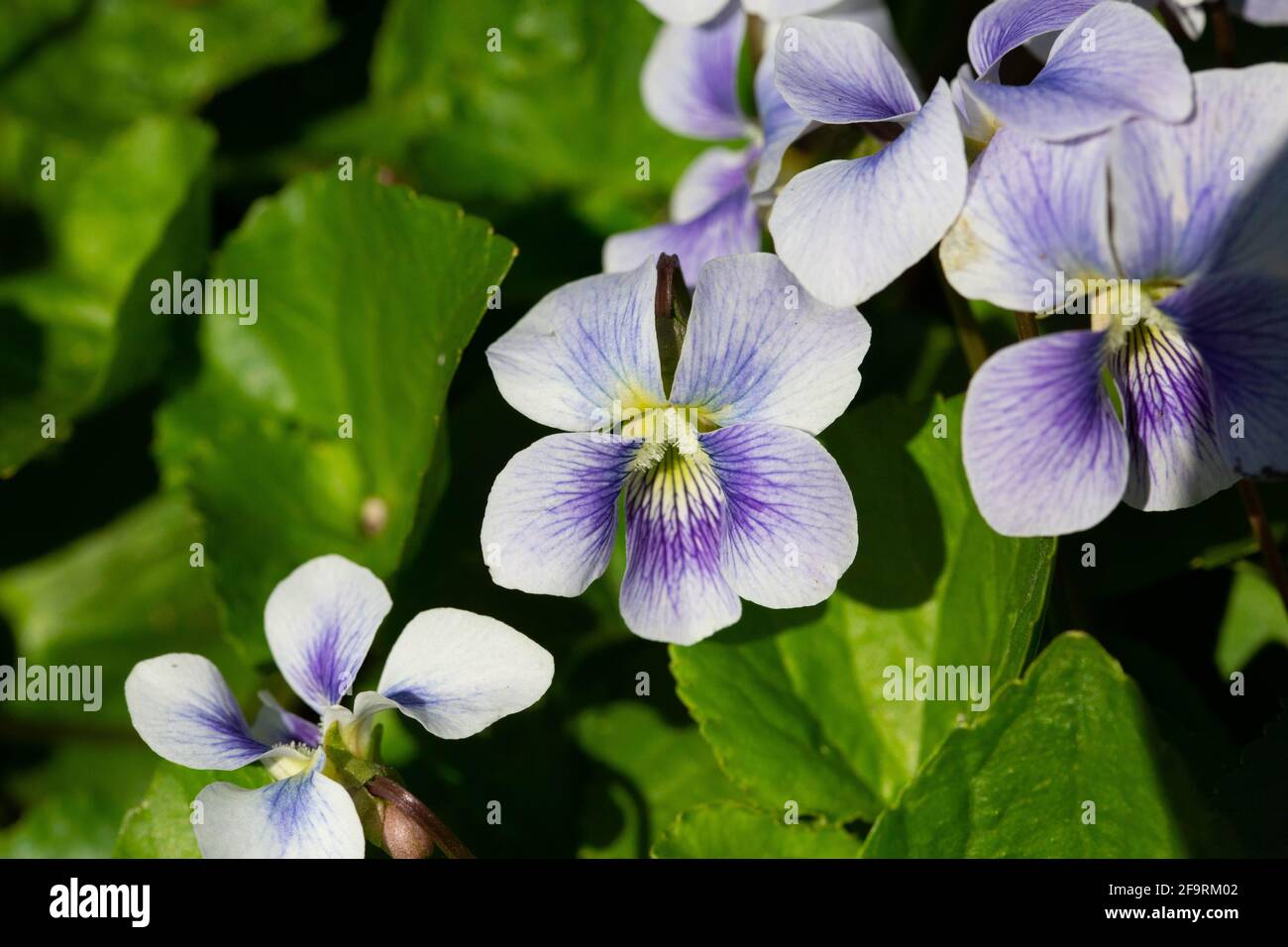 Close-up of Violets in Jackson Park in Chicago Stock Photo
