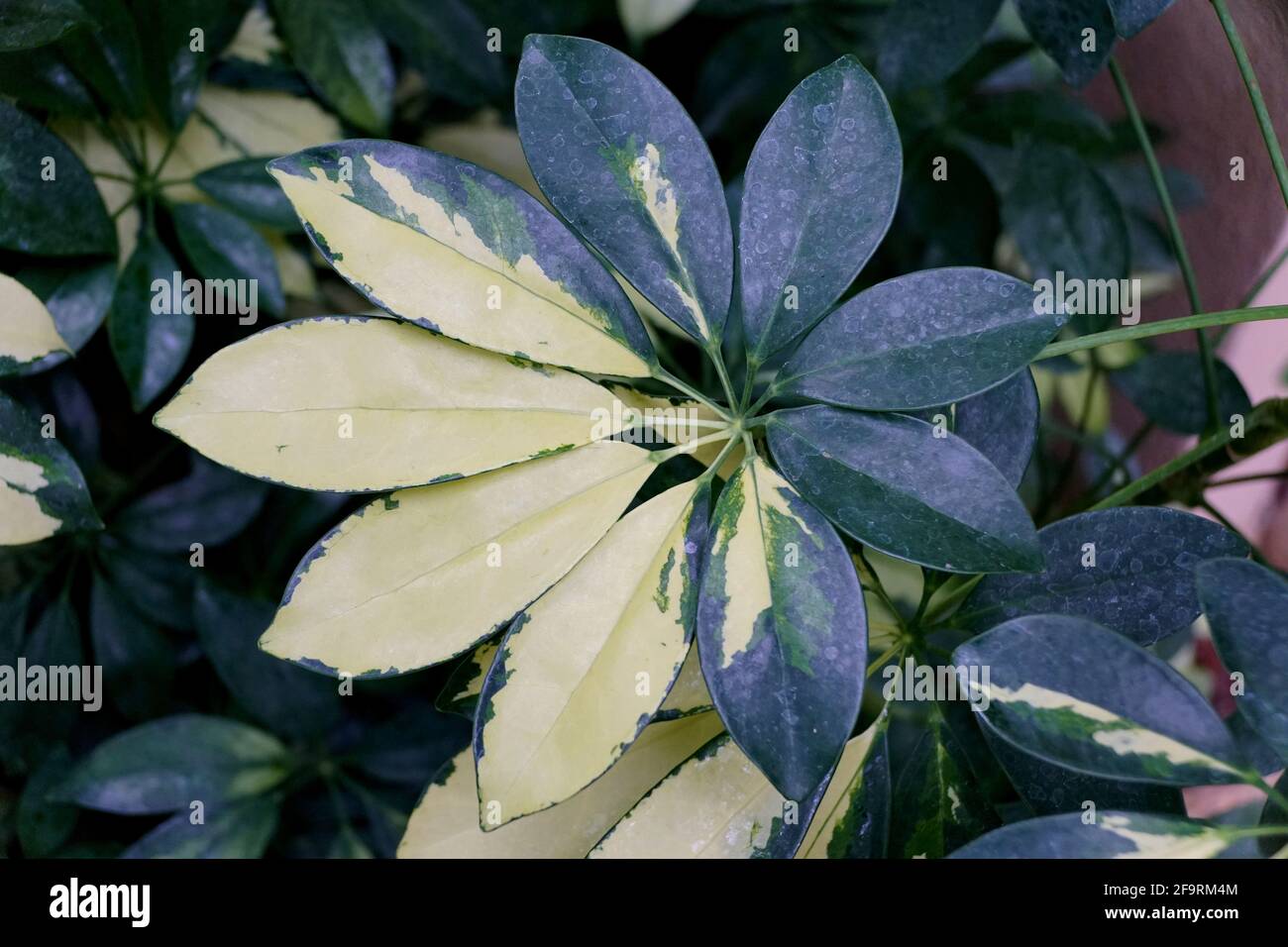 The white and green variegated leaves of Umbrella tree
