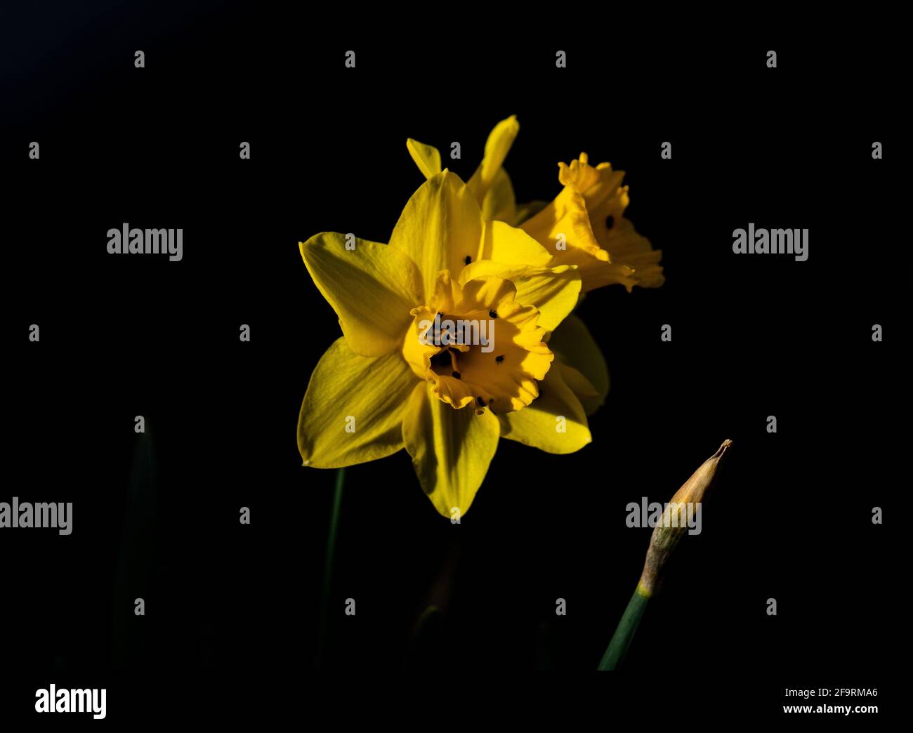 leuchtende Narzisse Stock Photo