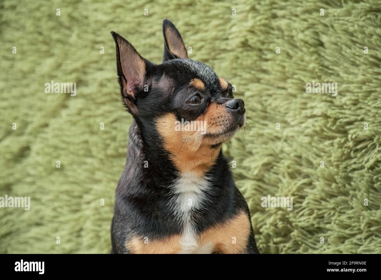 A black and tan purebred Chihuahua dog puppy standing in grass outdoors and  staring focus on dog's face. chihuahua on the grass.Pet for a walk. Dog bl  Stock Photo - Alamy, image size:1300x957