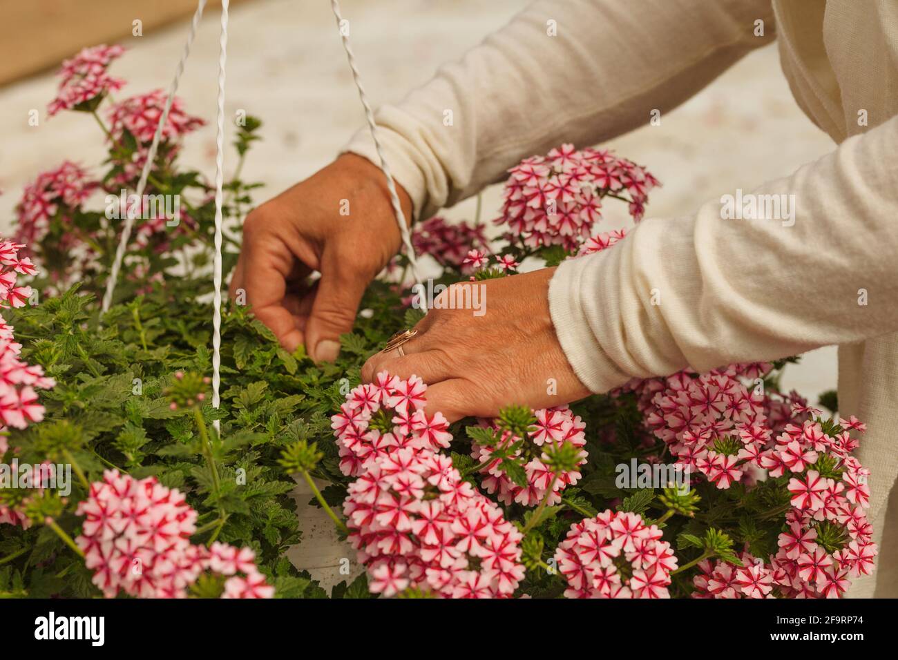 Gardener taking care of verbena flower plant Stock Photo Alamy
