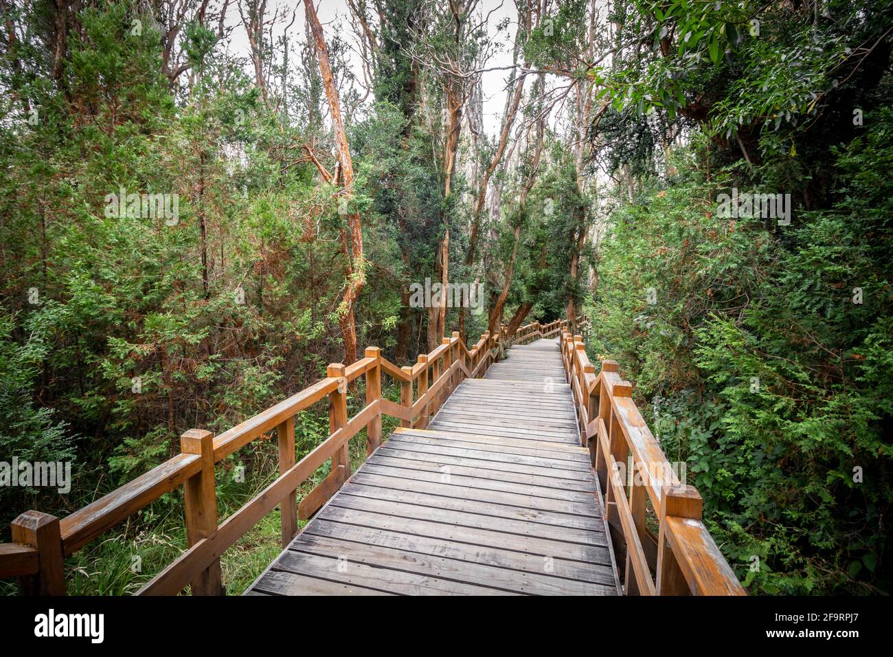 Stairs of the Arrayanes Forest promenade on Victoria Island, Villa La Stock Photo