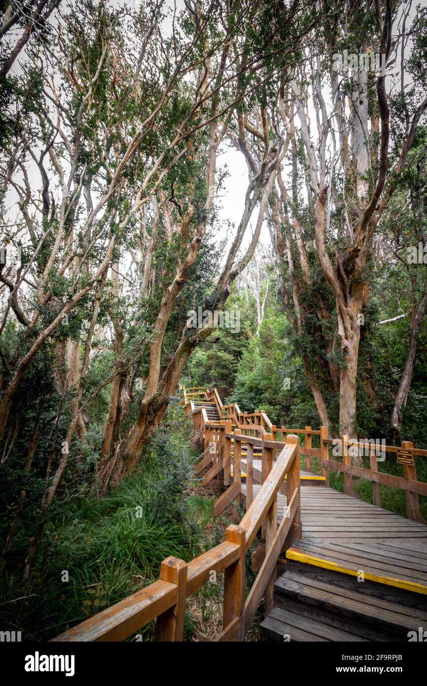 Stairs of the Arrayanes Forest promenade on Victoria Island, Villa La Angostura, Patagonia, Argentina. Stock Photo